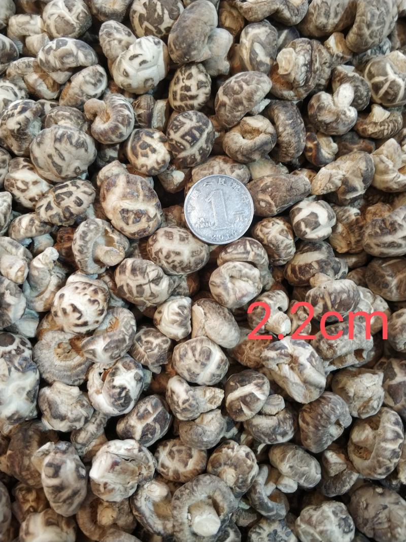 【随州花菇】精品手选产地一手货源批发肉厚/味香/剪脚