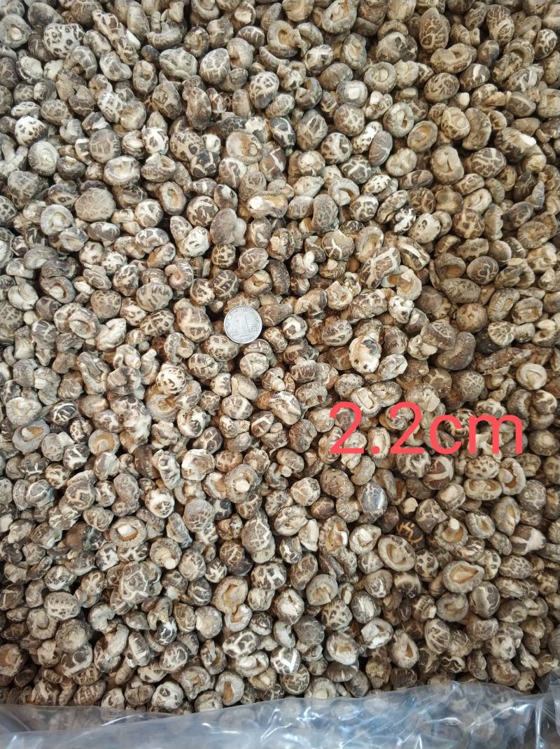 【随州花菇】精品手选产地一手货源批发肉厚/味香/剪脚