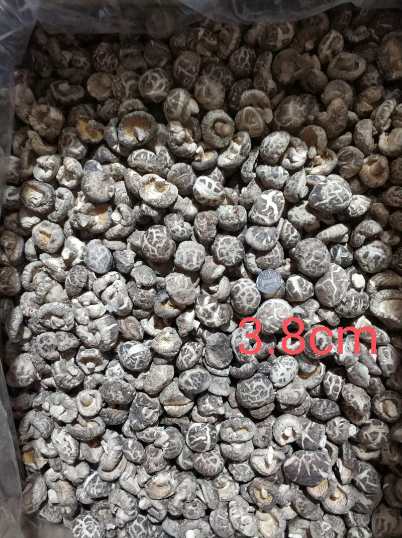 【随州花菇】精品手选产地一手货源批发肉厚/味香/剪脚