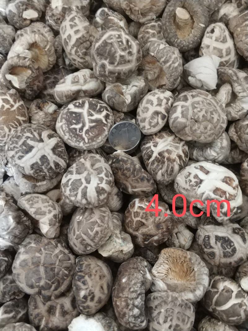【随州花菇】精品手选产地一手货源批发肉厚/味香/剪脚