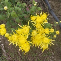 金丝皇菊