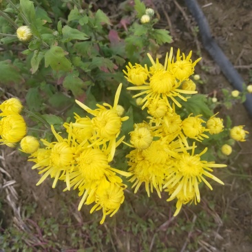 金丝皇菊