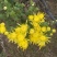 金丝皇菊