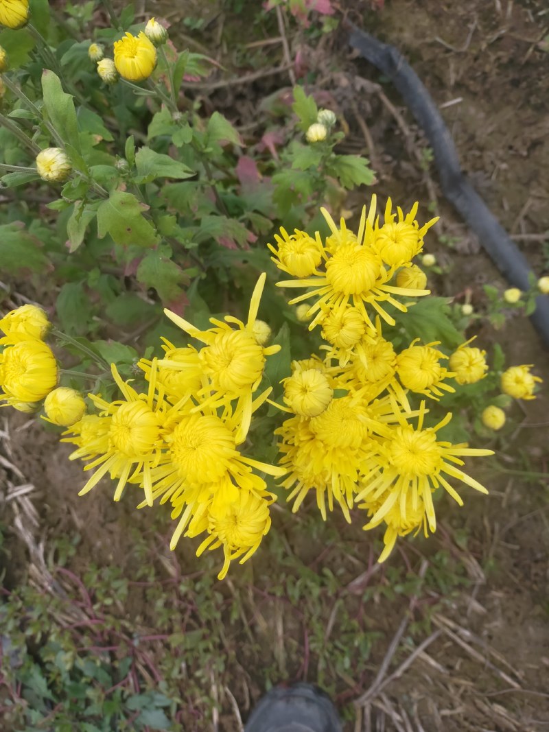 金丝皇菊