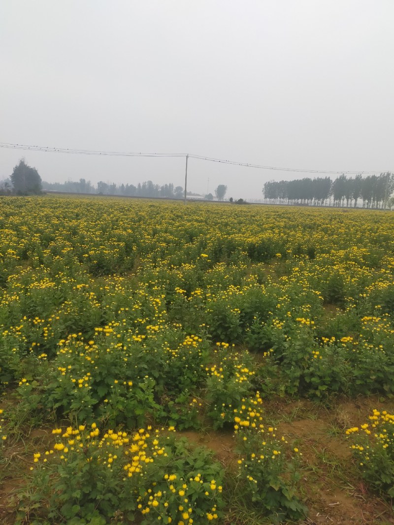 金丝皇菊