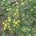 金丝皇菊