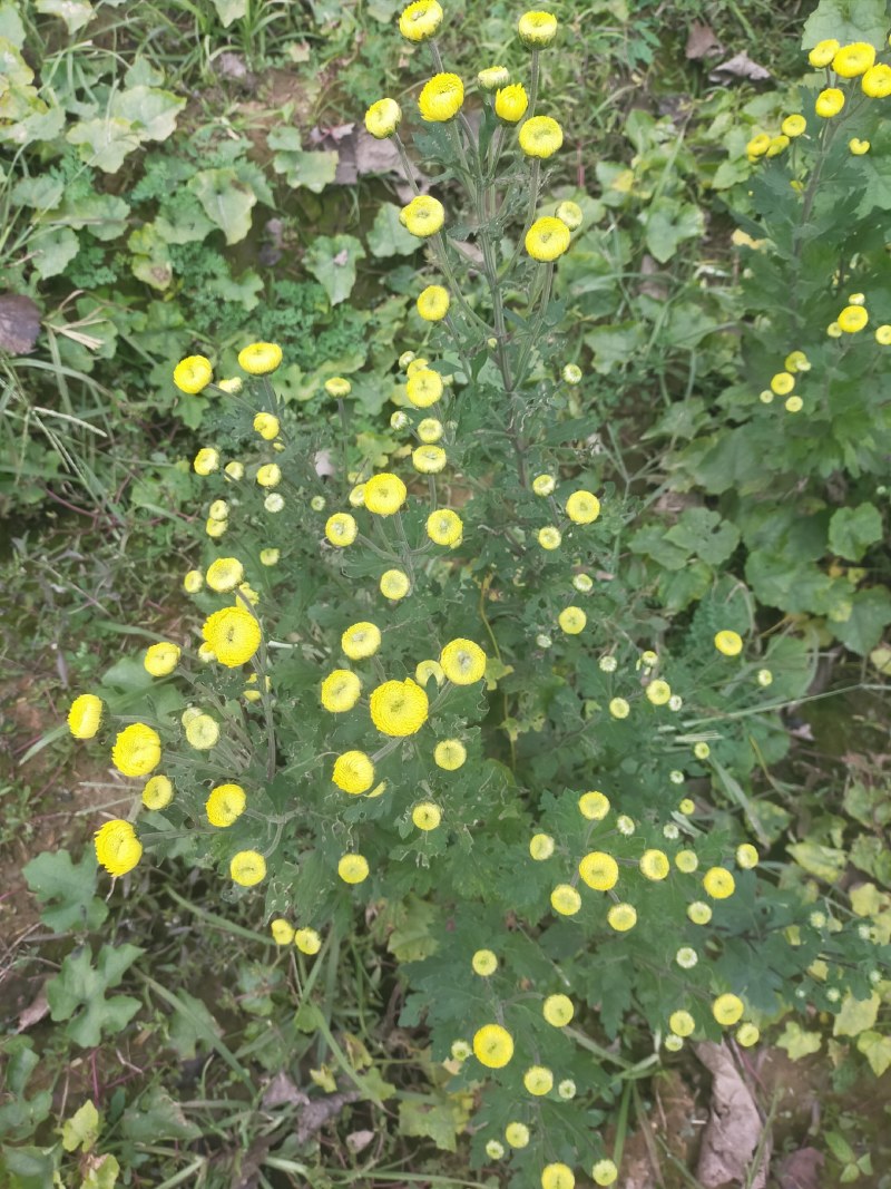 金丝皇菊