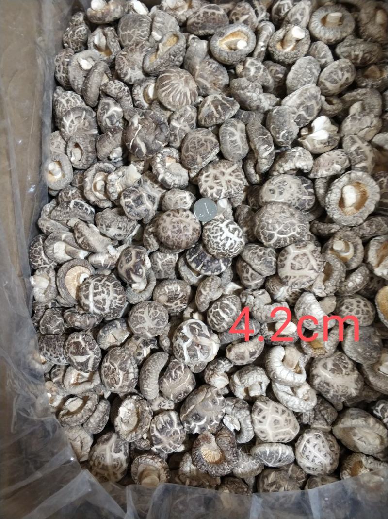 【随州花菇】精品手选产地一手货源批发肉厚/味香/剪脚