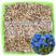 蓝香芥种子易活花卉种子欧亚兰香花芥花籽庭院景观花海