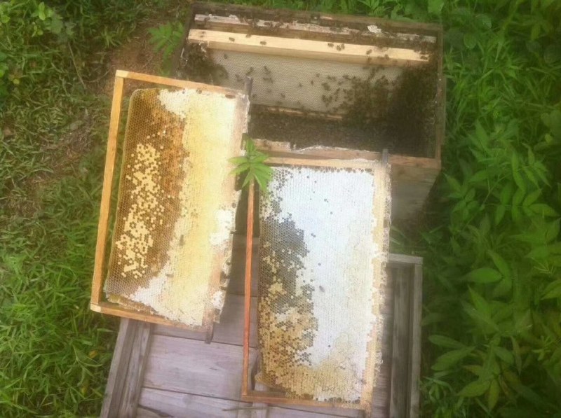 土蜂蜜，冬蜜（鹅掌柴）蜂蜜，白色结晶蜜，中华野生蜜