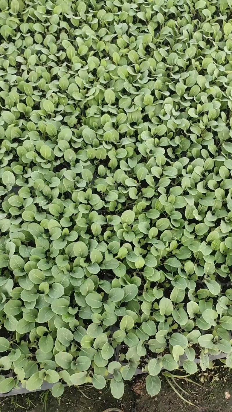 松花菜苗，早熟耐热适应性强青梗松花菜苗松花菜苗，