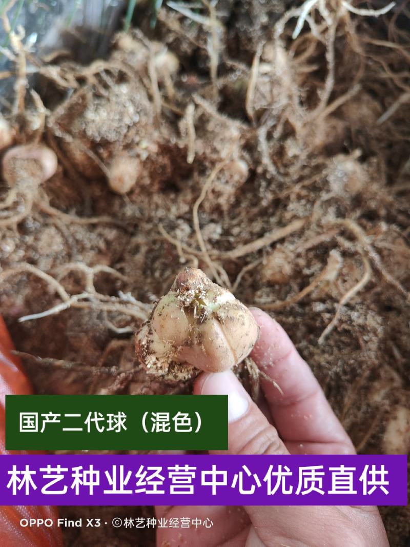 香水百合种球四季花卉好养易活盆栽室内花植物种子浓香百合花