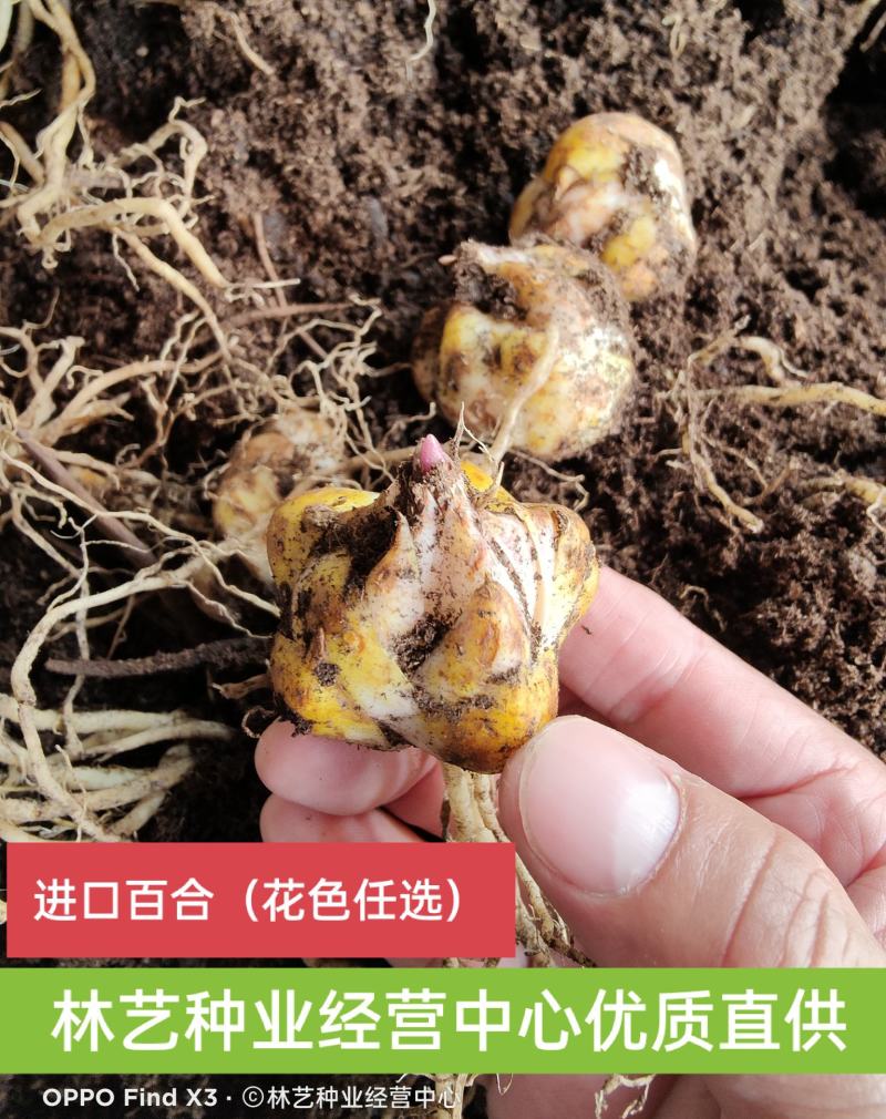 香水百合种球四季花卉好养易活盆栽室内花植物种子浓香百合花