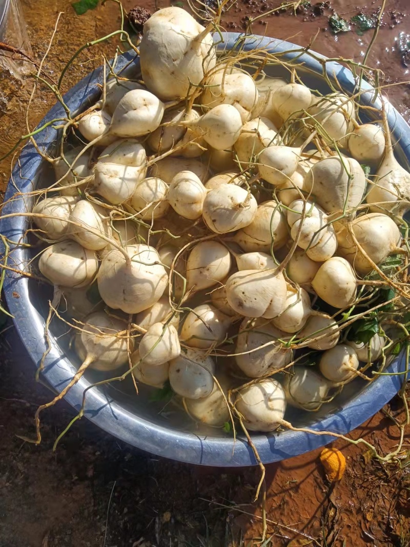 豆薯，土瓜，凉薯，货源充足