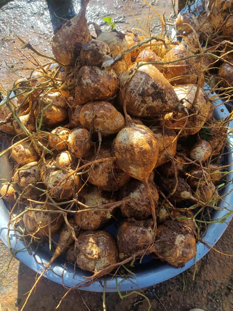 豆薯，土瓜，凉薯，货源充足