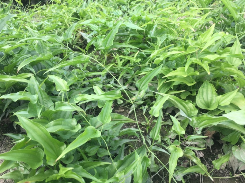 优质百部苗百部苗对叶百部百部种苗川百部苗