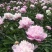 中江白芍重瓣川白芍红粉花白芍高观赏性白芍批发
