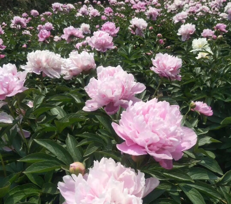 中江白芍重瓣川白芍红粉花白芍高观赏性白芍批发