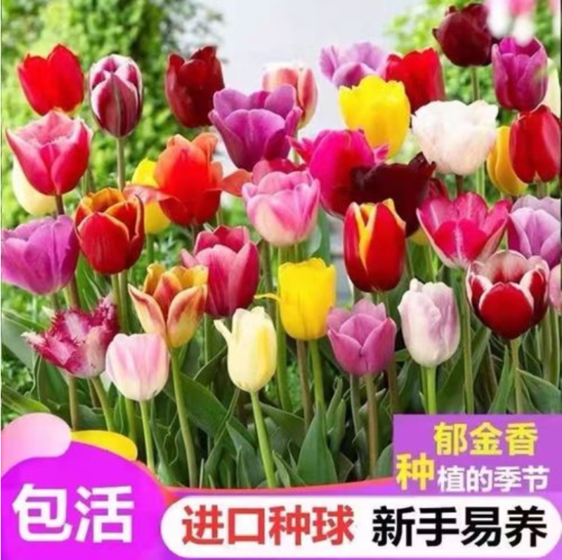 郁金香种球荷兰郁金香种球重瓣大花大球景观花海庭院