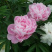 中江白芍重瓣川白芍红粉花白芍高观赏性白芍批发