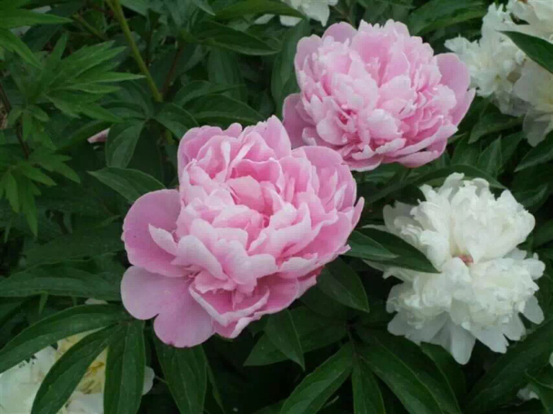 中江白芍重瓣川白芍红粉花白芍高观赏性白芍批发