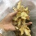 黄精片黄精饮片黄精白片黄精熟片黄精干片