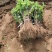 金银花苗子百万颗基地直供海药本草农业科技