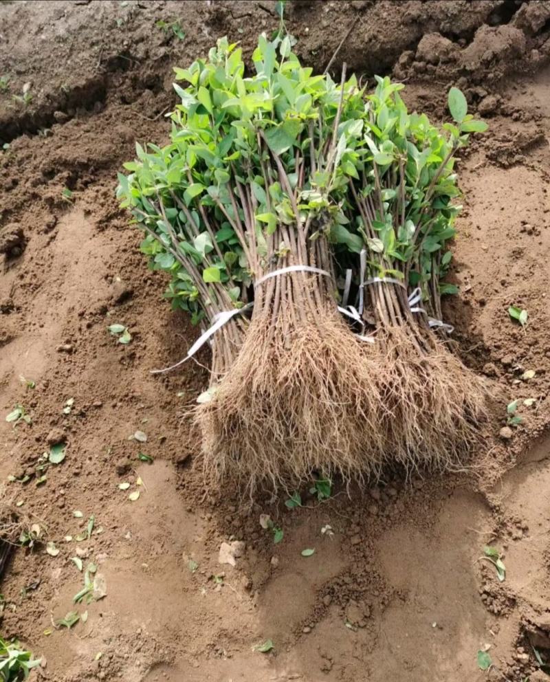 金银花苗子百万颗基地直供海药本草农业科技