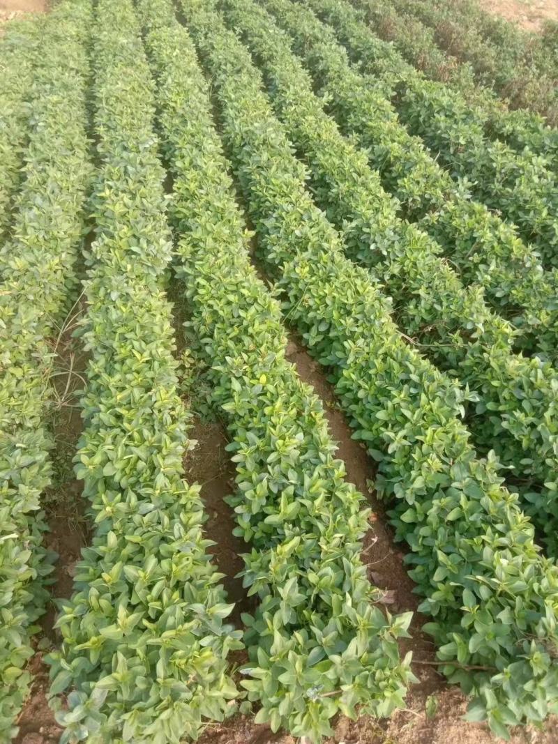 金银花苗子百万颗基地直供海药本草农业科技