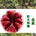 石榴树苗突尼斯软籽石榴苗蒙阳红新品种石榴个大皮薄味甜