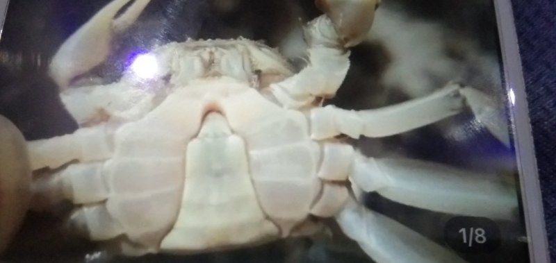 大闸蟹蟹苗，河蟹蟹苗，厂家直销，没有中间商