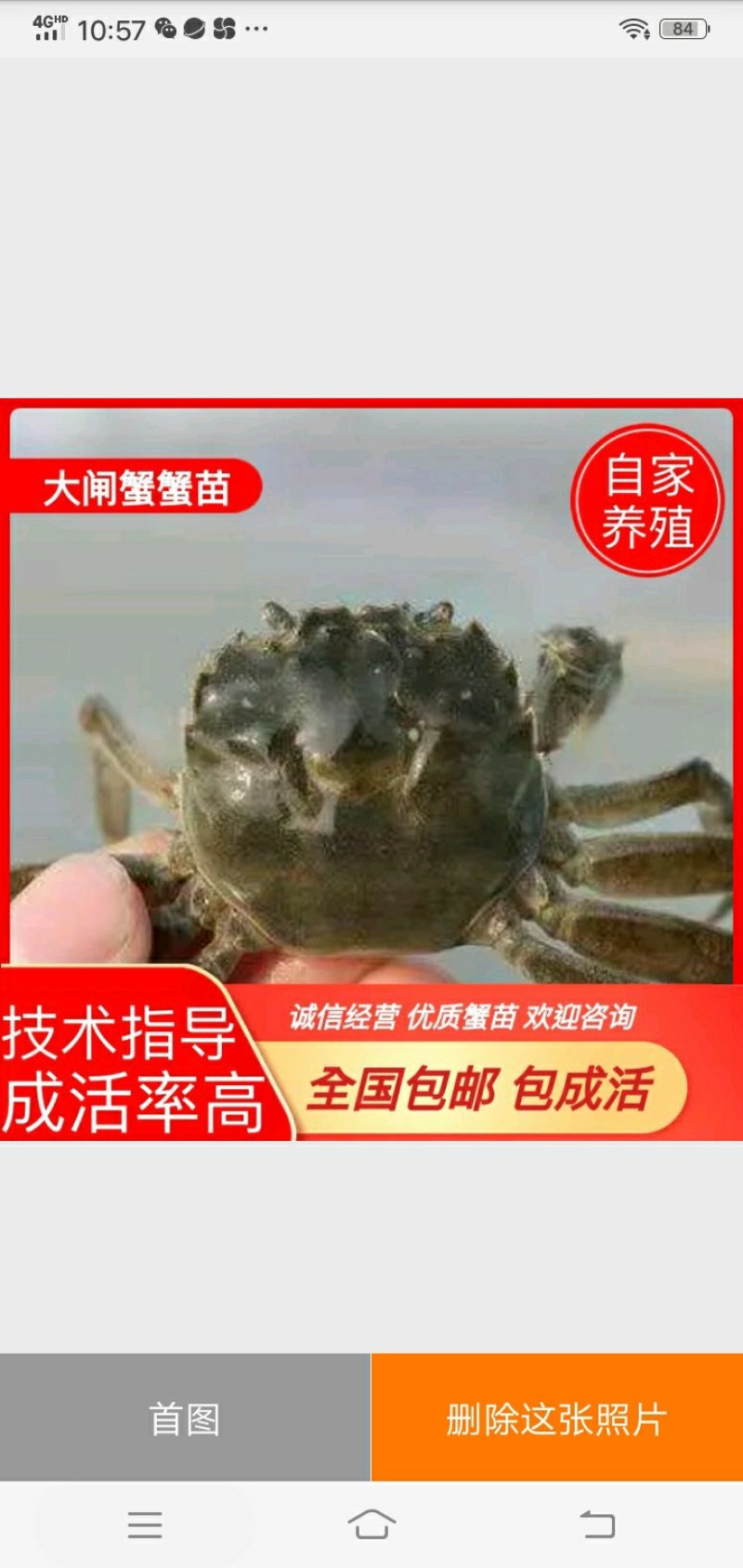 蟹苗大闸蟹，蟹苗繁殖基地、常年对外供应.优质