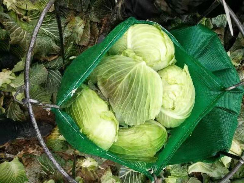 【精品】湖北扁包菜京丰一号基地一手货源，质量保证