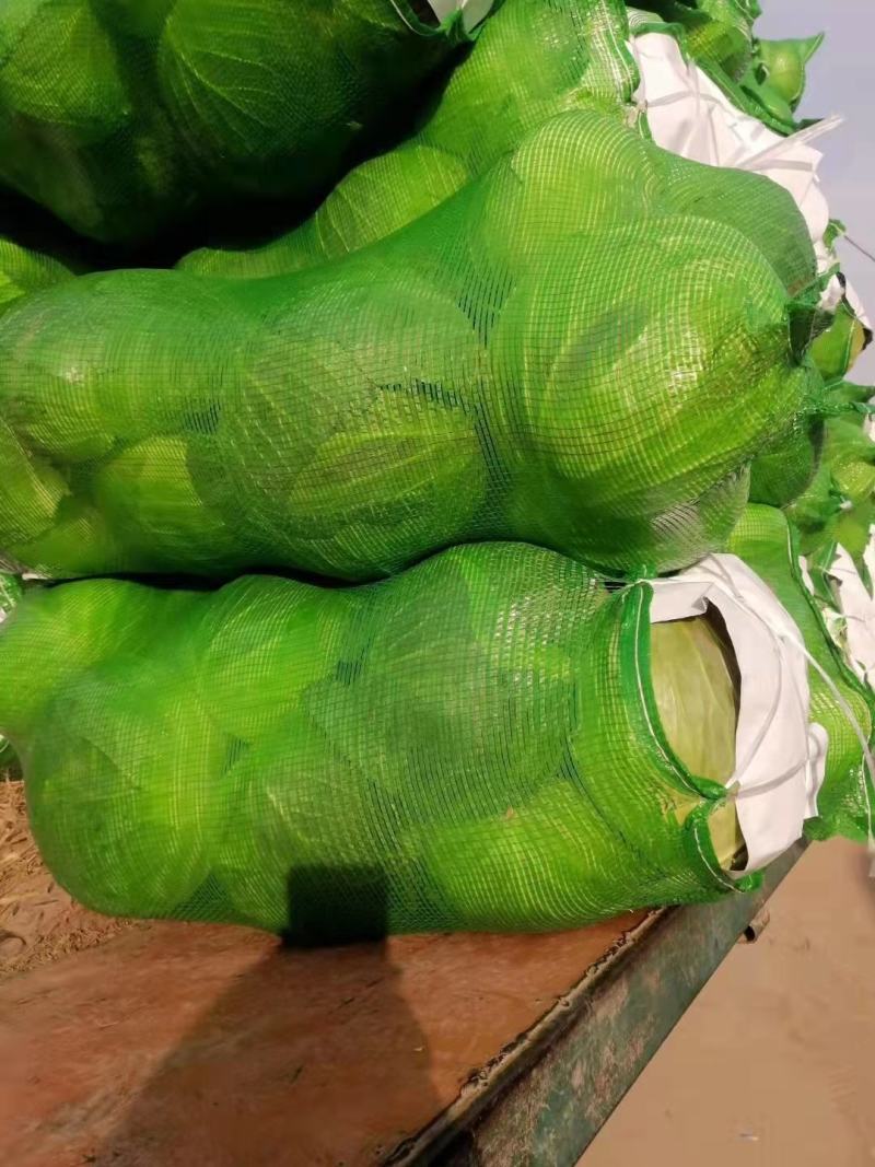 【精品】湖北扁包菜京丰一号基地一手货源，质量保证