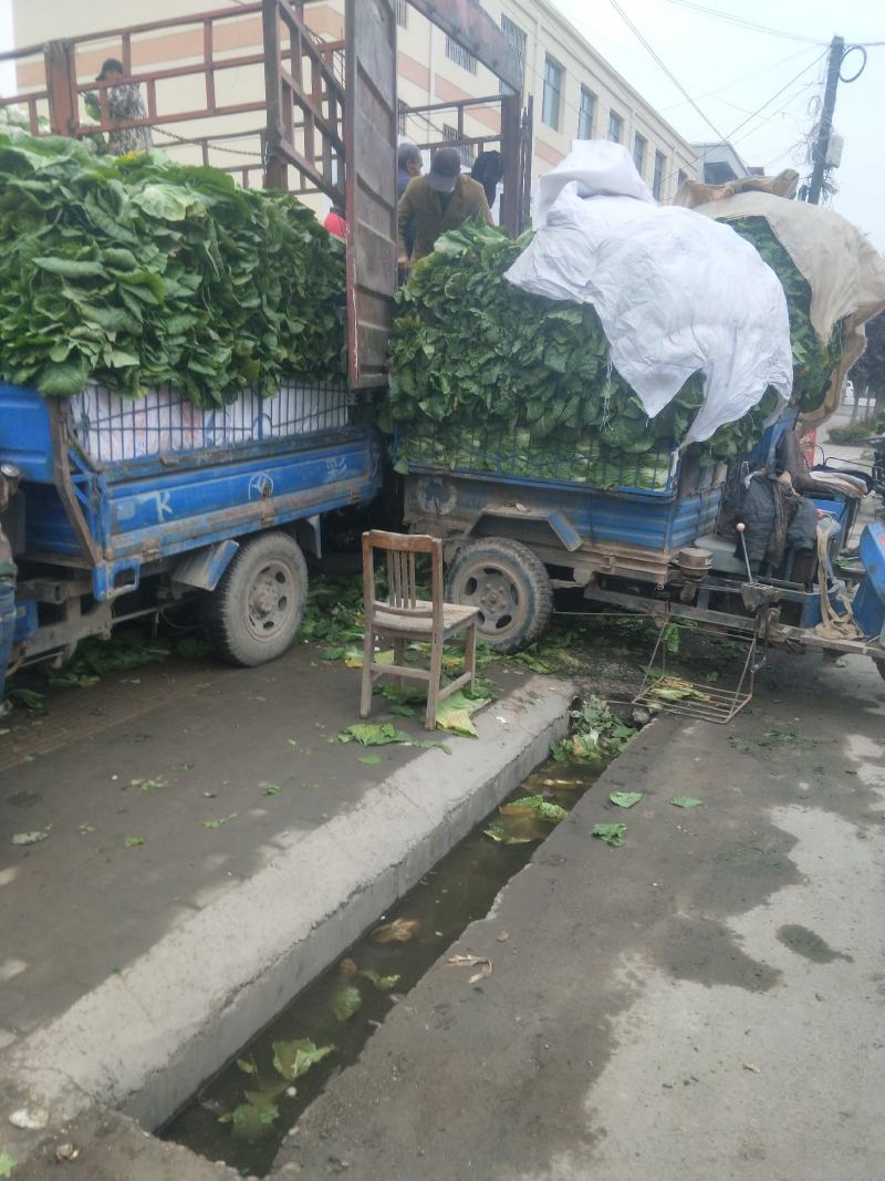 【臻实惠蔬菜】临洮精品大白菜大量有货，售向全国，