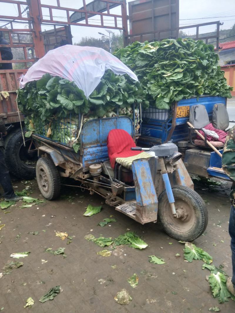 【臻实惠蔬菜】临洮精品大白菜大量有货，售向全国，