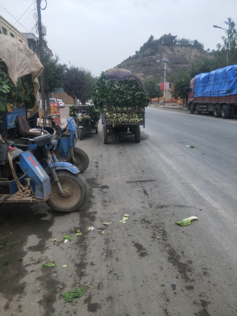 【臻实惠蔬菜】临洮精品大白菜大量有货，售向全国，