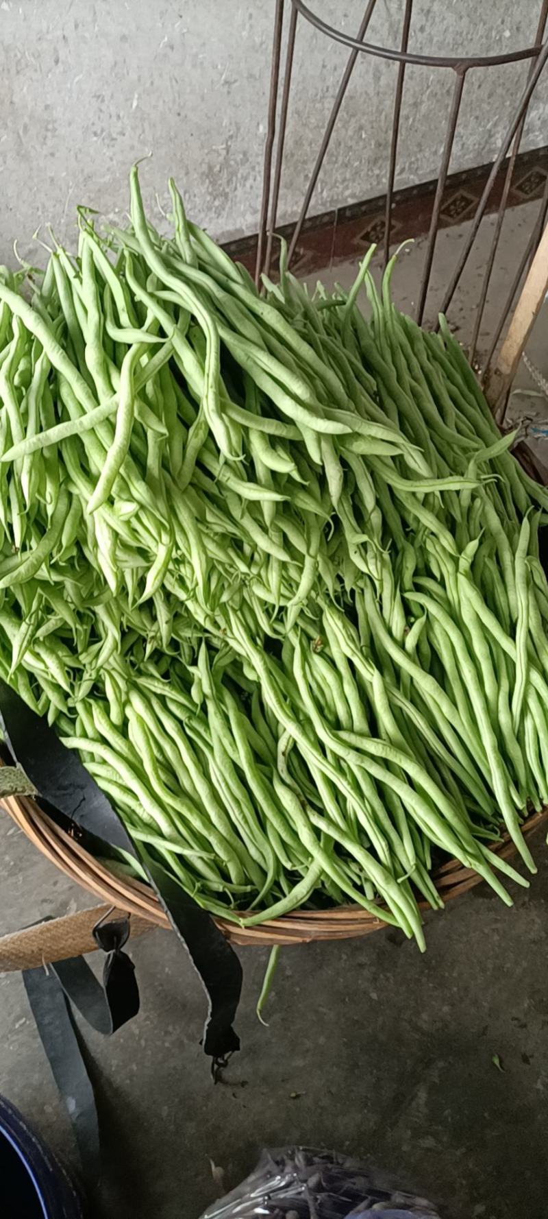 四川夹江无经豆上市了量大从优