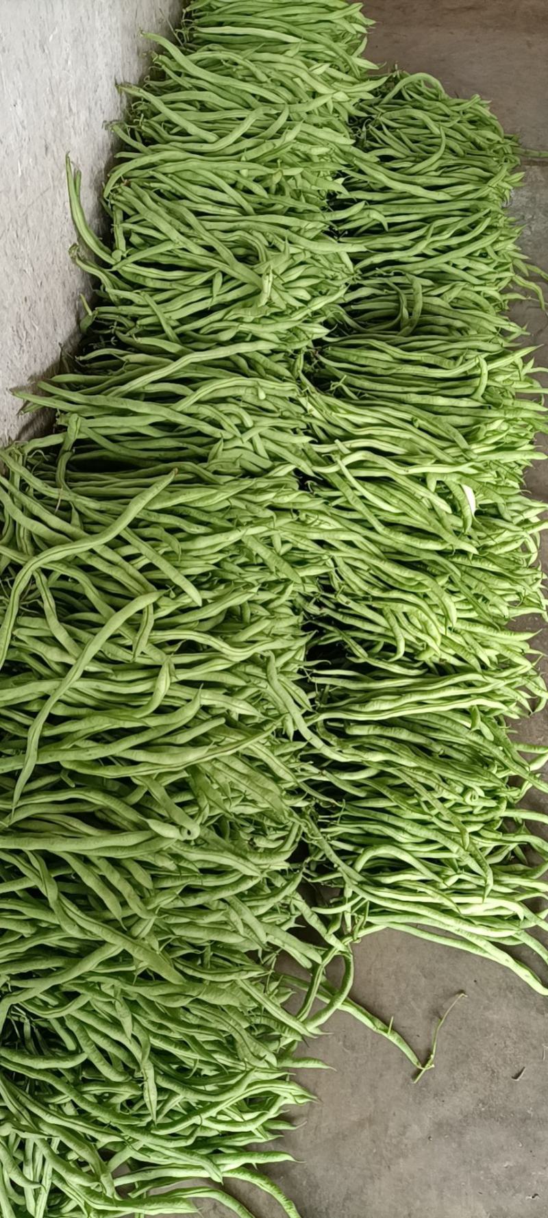 四川夹江无经豆上市了量大从优