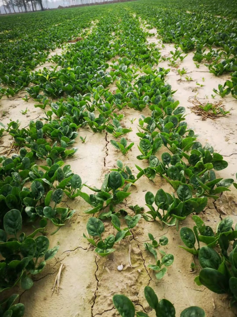 河南趴地圆叶小菠菜大量上市，量大从优