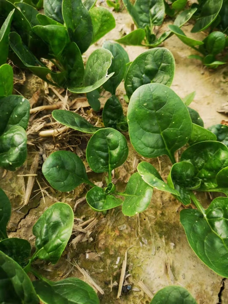 河南趴地圆叶小菠菜大量上市，量大从优