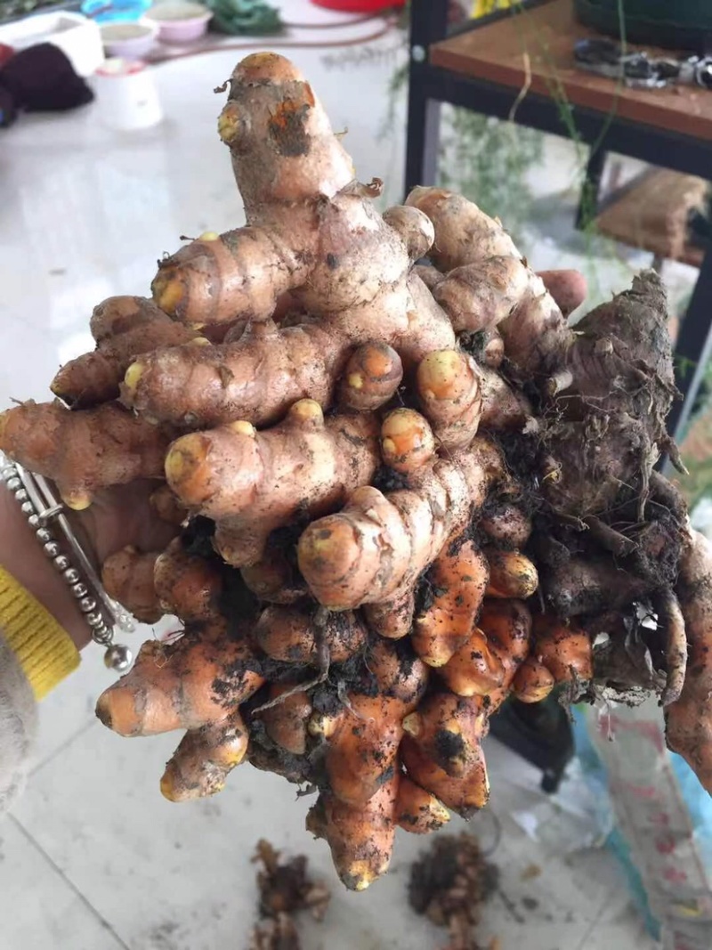 姜黄姜黄块茎姜黄种茎鲜姜黄小姜黄川姜黄