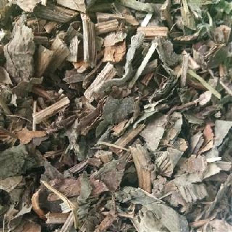 三白草，正品三白草天性草新货，经营各种中药材欢迎咨询选购