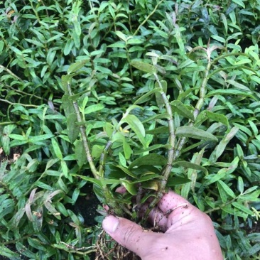 霍山铁皮石斛苗，石斛苗霍山米斛苗量大从优