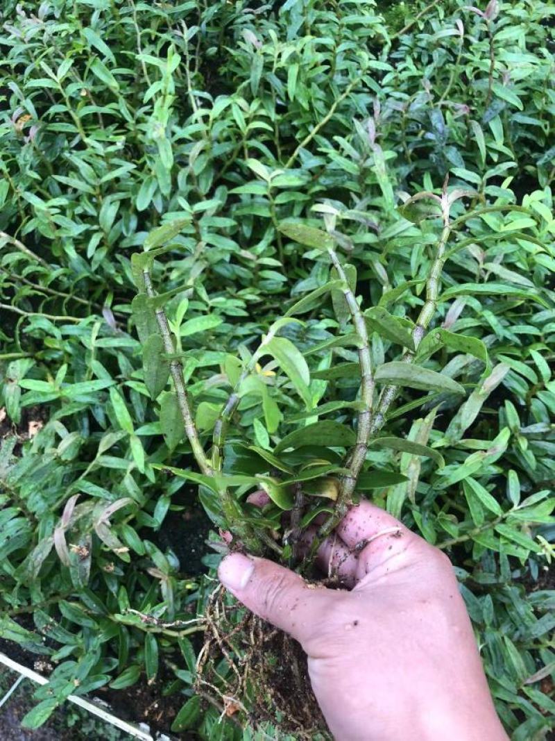 霍山铁皮石斛苗，石斛苗霍山米斛苗量大从优