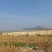 萝卜条