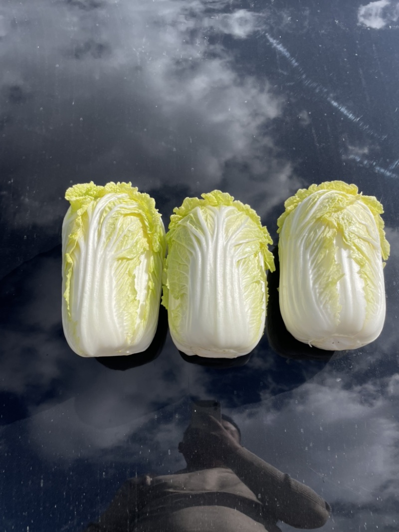 娃娃菜