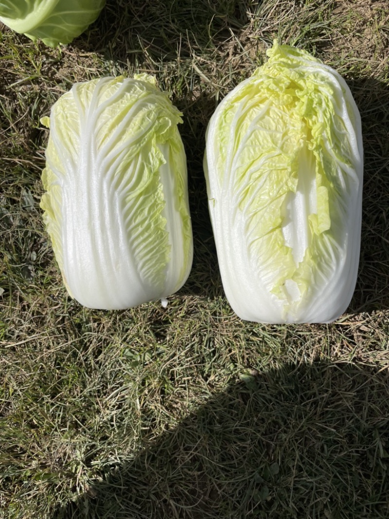 娃娃菜