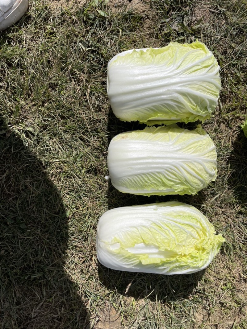 娃娃菜