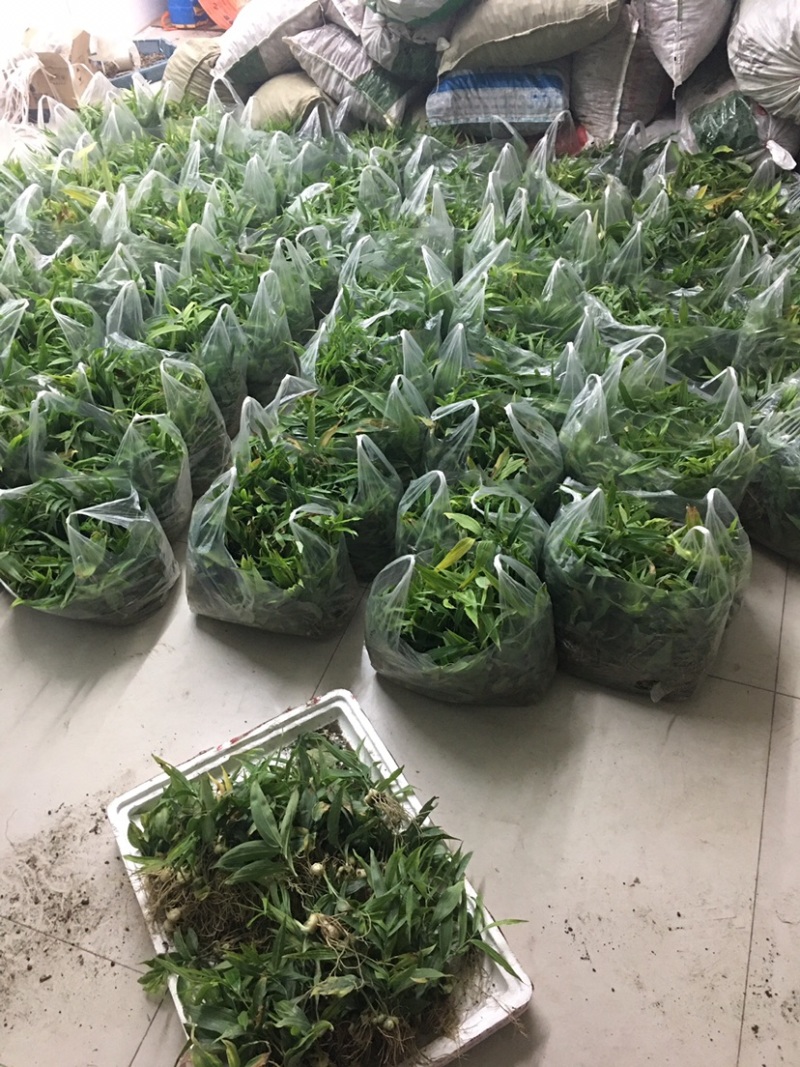 高产黄精种苗老虎姜种苗四季不倒苗甜黄精